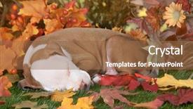  Presentation with fall foliage - Presentation design consisting of closeup image of a pitbull background and a tawny brown colored foreground