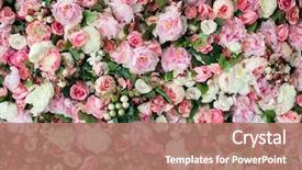  Presentation with roses - Presentation theme having closeup image of beautiful flowers background and a coral colored foreground