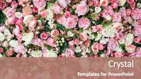  Presentation with amazing - Theme consisting of closeup image of beautiful flowers background and a coral colored foreground