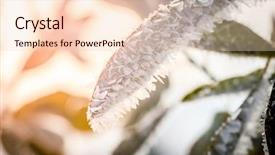  Presentation with ice crystals - Slide deck with closeup image of ice crystals background and a lemonade colored foreground