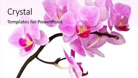  Presentation with orchid - Beautiful presentation theme featuring closeup image of purple orchid backdrop and a lavender colored foreground