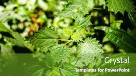  Presentation with nettle - PPT layouts enhanced with closeup-image-of-sting-nettle background and a tawny brown colored foreground