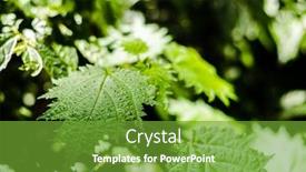  Presentation with tropical forest - PPT layouts enhanced with closeup-image-of-sting-nettle background and a tawny brown colored foreground