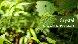  Presentation with nettle - Theme having closeup-image-of-sting-nettle background and a tawny brown colored foreground