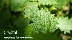  Presentation with tropical forest - Presentation theme having closeup-image-of-sting-nettle background and a  colored foreground