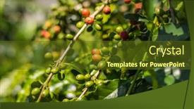  Presentation with red coffee bean - PPT layouts enhanced with closeup images of coffee tree bean in green and red color background and a tawny brown colored foreground
