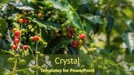  Presentation with red coffee bean - Presentation theme with closeup-images-of-coffee-tree background and a tawny brown colored foreground