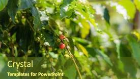  Presentation with red coffee bean - Cool new presentation theme with closeup-images-of-coffee-tree backdrop and a tawny brown colored foreground