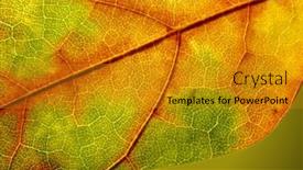  Presentation with veins - Slide set enhanced with closeup-macro-detail-of-autumn background and a gold colored foreground