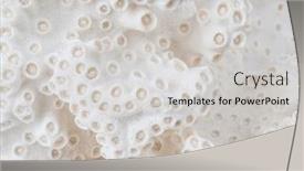  Presentation with sea coral - PPT theme consisting of closeup-macro-of-a-beautiful background and a light gray colored foreground