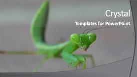  Presentation with green - Slides having closeup macro of green grasshopper background and a gray colored foreground