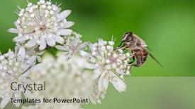  Presentation with fly - Presentation theme consisting of closeup-macro-of-hairy-drone background and a soft green colored foreground