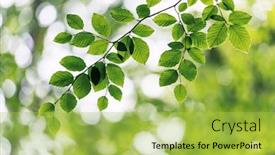  Presentation with blurred plants - Audience pleasing slide deck consisting of closeup-nature-view-of-green backdrop and a yellow colored foreground