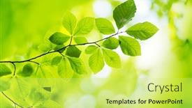  Presentation with blurred plants - Slide deck enhanced with closeup-nature-view-of-green background and a yellow colored foreground