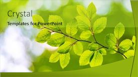  Presentation with blurred plants - Theme with closeup-nature-view-of-green background and a yellow colored foreground