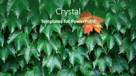  Presentation with autumn view autumn nature - Presentation enhanced with closeup-nature-view-of-green background and a forest green colored foreground