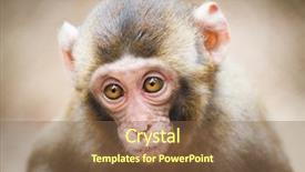  Presentation with long tailed macaque macaca fascicularis - Slide deck with closeup of a baby japanese background and a tawny brown colored foreground