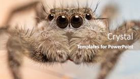  Presentation with tan - Beautiful slide deck featuring closeup-of-a-beautiful-female backdrop and a coral colored foreground