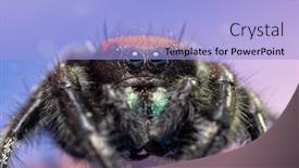  Presentation with spider - Amazing slide set having closeup of a beautiful red and black male phidippus apacheanus jumping spider on purple background backdrop and a light blue colored foreground