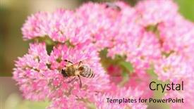  Presentation with pink flowers - Colorful presentation design enhanced with star-shaped pink flower backdrop and a coral colored foreground
