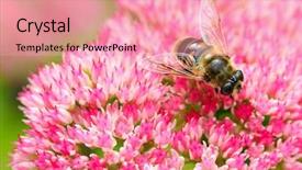  Presentation with pink flowers - Presentation enhanced with closeup of a bee enjoying background and a coral colored foreground