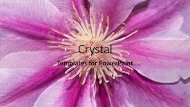  Presentation with clematis - Presentation design enhanced with closeup of a bicolored clematis flower background and a coral colored foreground