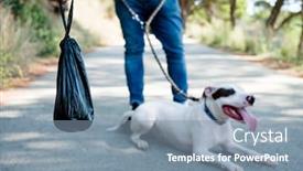  Presentation with american bull dog - Presentation theme consisting of closeup of a black poop background and a seafoam green colored foreground