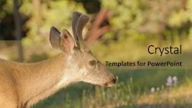  Presentation with buck - Amazing theme having closeup of a blacktail buck backdrop and a gold colored foreground