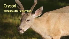  Presentation with buck - Cool new slide deck with closeup of a blacktail buck backdrop and a wine colored foreground