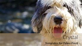  Presentation with dog - Colorful PPT layouts enhanced with closeup-of-a-bobtail-breed backdrop and a coral colored foreground