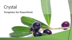  Presentation with olive branch - PPT theme having closeup-of-a-branch background and a white colored foreground