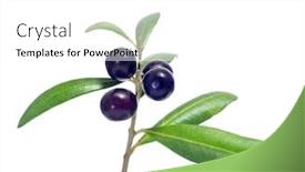  Presentation with black white tree - Audience pleasing presentation theme consisting of closeup-of-a-branch backdrop and a white colored foreground