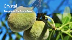  Presentation with almond - Cool new presentation theme with closeup of a branch of almond tree with some green almonds backdrop and a teal colored foreground