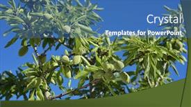  Presentation with green tree - Amazing PPT layouts having closeup of a branch of an almond tree with some green almonds against the blue sky backdrop and a teal colored foreground