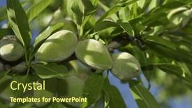  Presentation with almond - Beautiful slide set featuring closeup of a branch of an almond tree with some green almonds backdrop and a tawny brown colored foreground