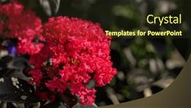  Presentation with pink - Presentation featuring closeup-of-a-brilliant-pink and a tawny brown colored foreground