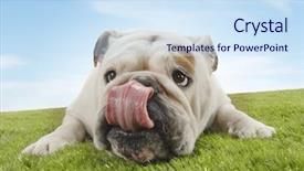  Presentation with british rugby - Colorful PPT layouts enhanced with closeup of a british bulldog backdrop and a sky blue colored foreground