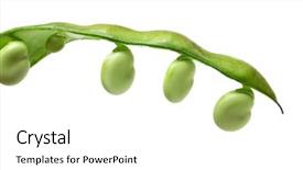  Presentation with broad - Slides having high fructose - powdered sugar in a clay background and a seafoam green colored foreground