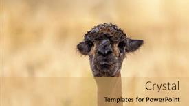  Presentation with lama - PPT layouts featuring closeup-of-a-brown-llama background and a yellow colored foreground