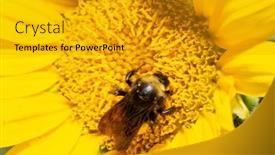  Presentation with bee - Amazing presentation theme having closeup-of-a-bumble-bee backdrop and a gold colored foreground