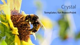  Presentation with honey bee closeup view - Slides enhanced with closeup-of-a-bumble-bee background and a light blue colored foreground