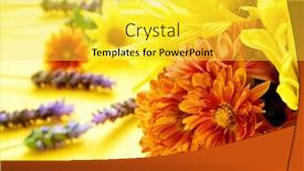  Presentation with gerbera daisies - Slide set with closeup of a bunch of different flowers such as gerbera daisies and lavender background and a yellow colored foreground