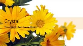  Presentation with bunch - Slide set enhanced with closeup-of-a-bunch background and a gold colored foreground