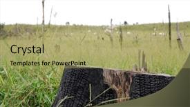  Presentation with rainforest - Audience pleasing PPT theme consisting of closeup of a burned stump all that is left of a brazilian rainforest after it was cut and burned to expand cattle ranching visible in the background backdrop and a mint green colored foreground