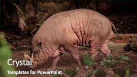  Presentation with engineering robotics development closeup electronics - Beautiful slide deck featuring sulawesi - closeup of a buru babirusa backdrop and a tawny brown colored foreground