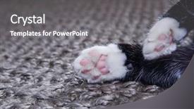  Presentation with cats - Colorful slide set enhanced with closeup of a cats paws backdrop and a gray colored foreground