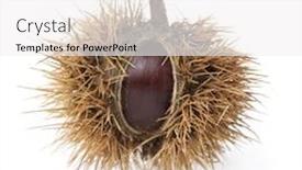  Presentation with closeup of sugarcane plants - Theme consisting of closeup-of-a-chestnut background and a white colored foreground