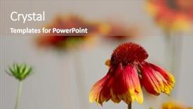  Presentation with dying - Beautiful presentation featuring closeup of a colorful dying flower backdrop and a coral colored foreground