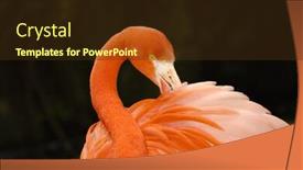  Presentation with flamingo - Colorful presentation theme enhanced with closeup of a colorful flamingo preening itself over a dark background backdrop and a tawny brown colored foreground