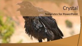  Presentation with raven - Colorful theme enhanced with closeup of a common raven backdrop and a coral colored foreground